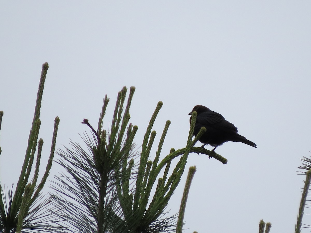 Brown-headed Cowbird - ML59660481