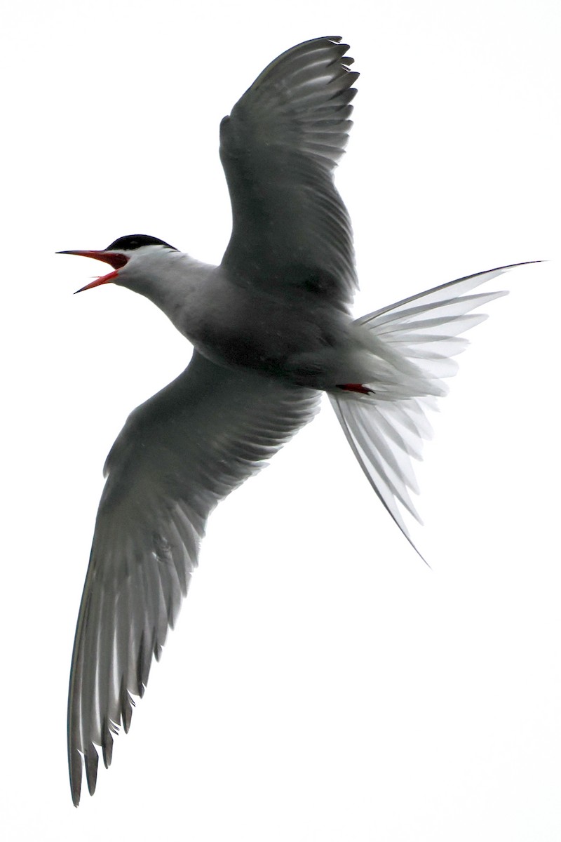 Common Tern - steve b