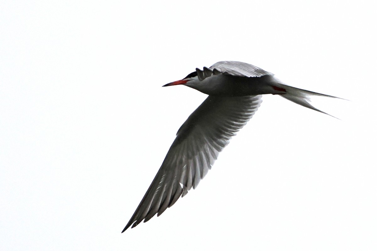 Common Tern - ML596604891