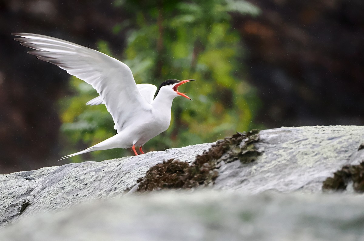 Common Tern - ML596604931