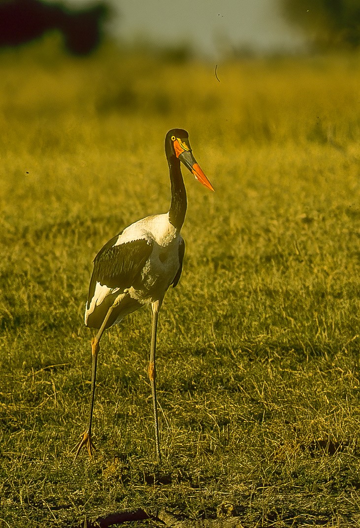 Saddle-billed Stork - ML596605021