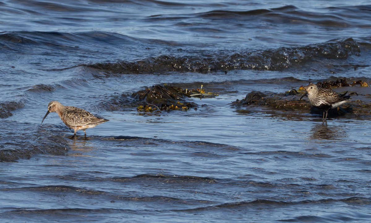 Curlew Sandpiper - ML596605181