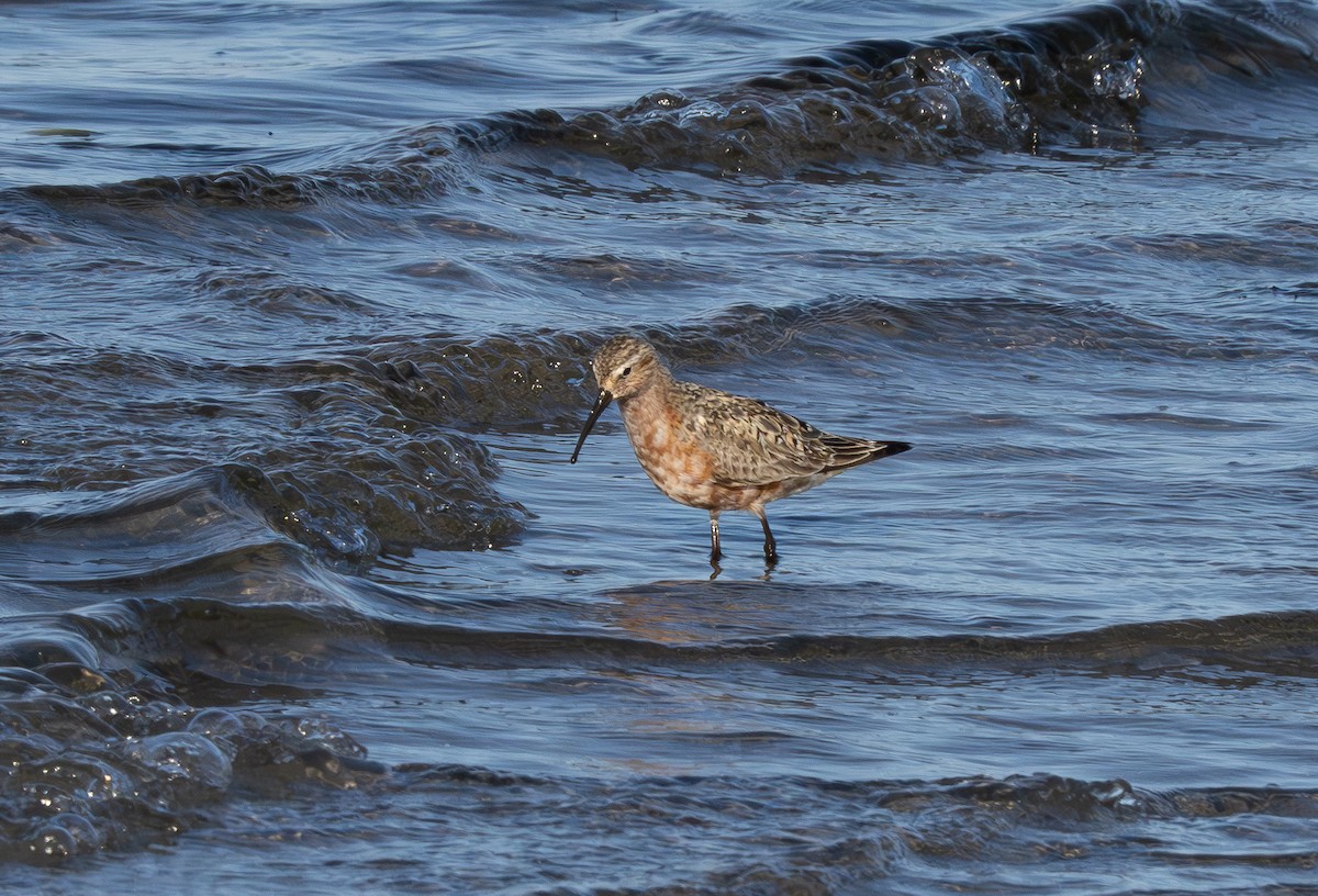 Curlew Sandpiper - ML596605351