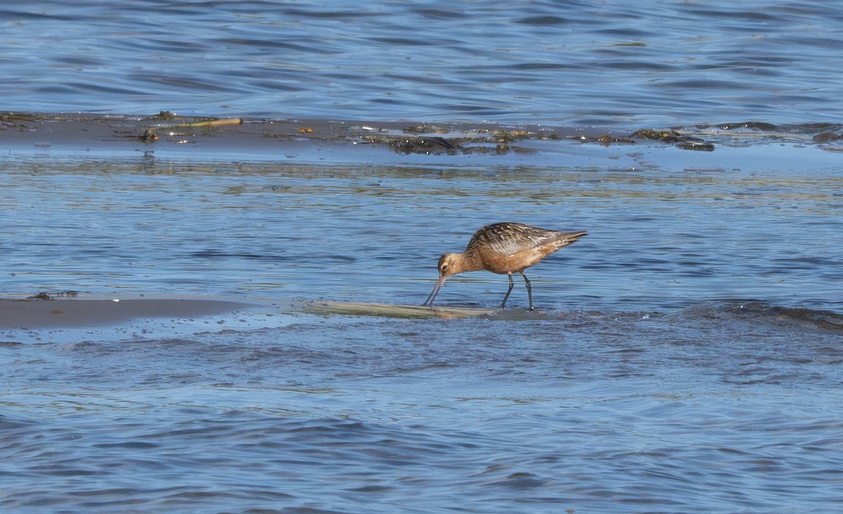 Bar-tailed Godwit - ML596605771