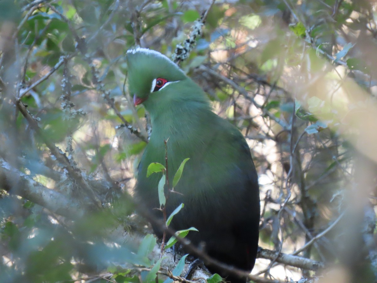 Knysna Turaco - ML596606321
