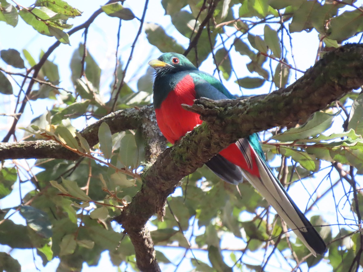 Narina Trogon - ML596606341