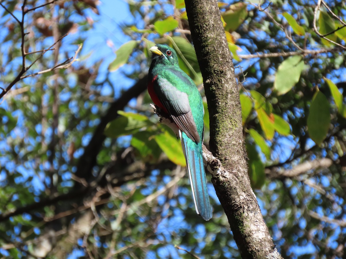 Narina Trogon - ML596606351