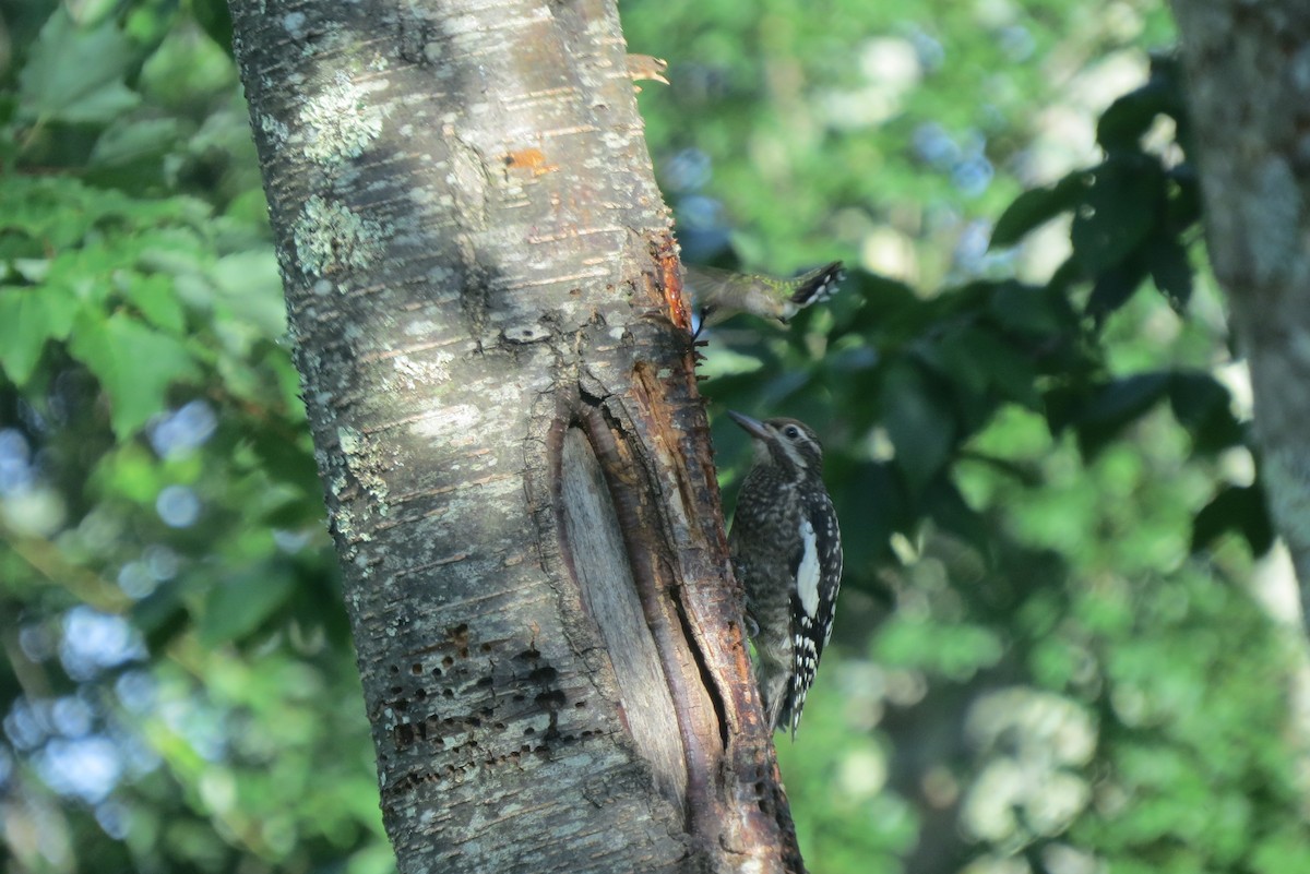 Ruby-throated Hummingbird - ML596606791