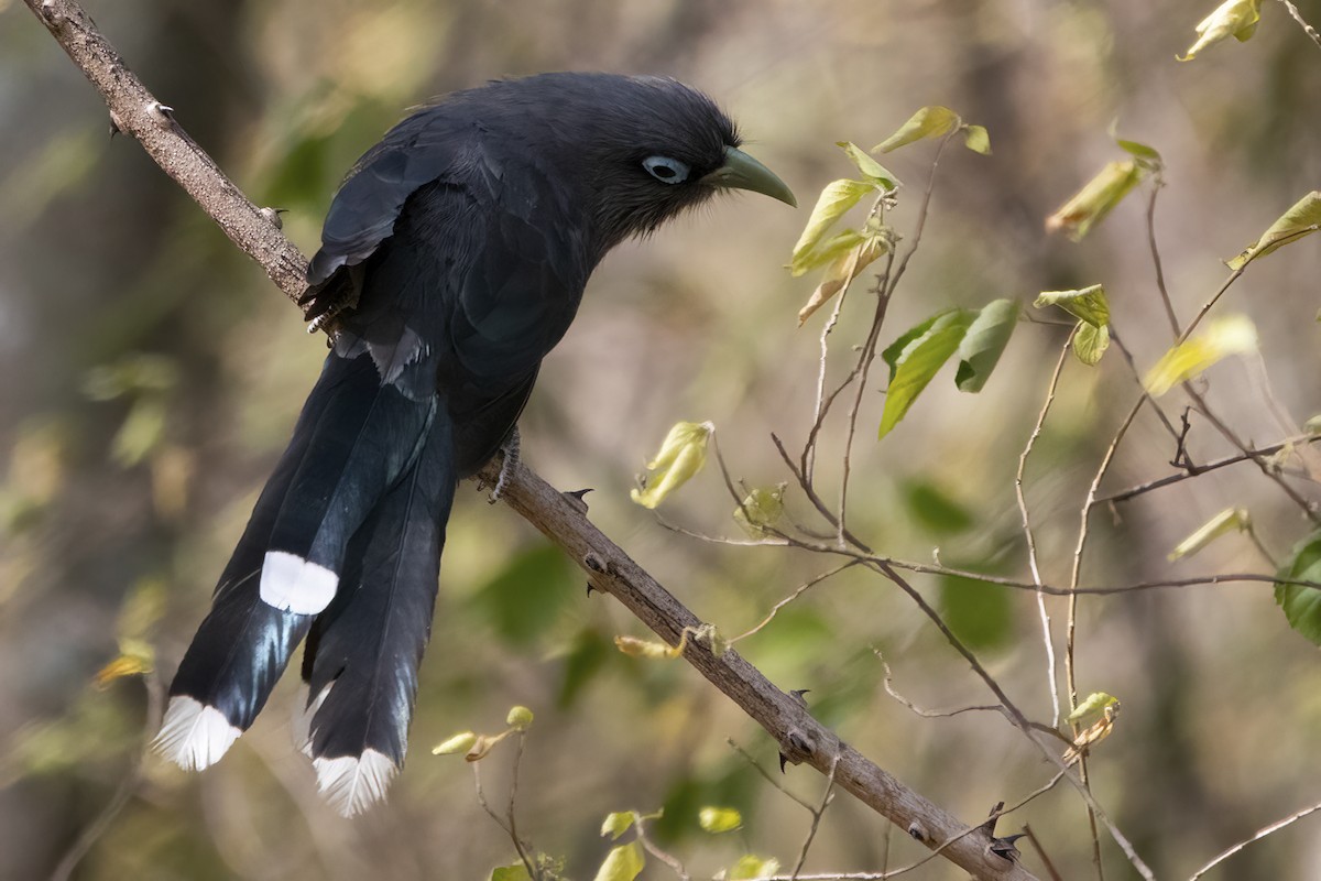 Blue-faced Malkoha - ML596607071