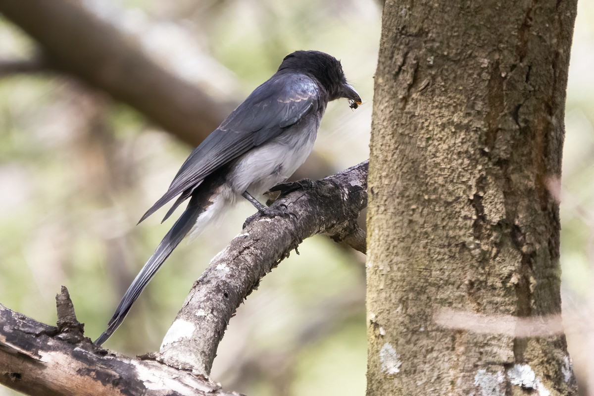 Drongo à ventre blanc - ML596607161