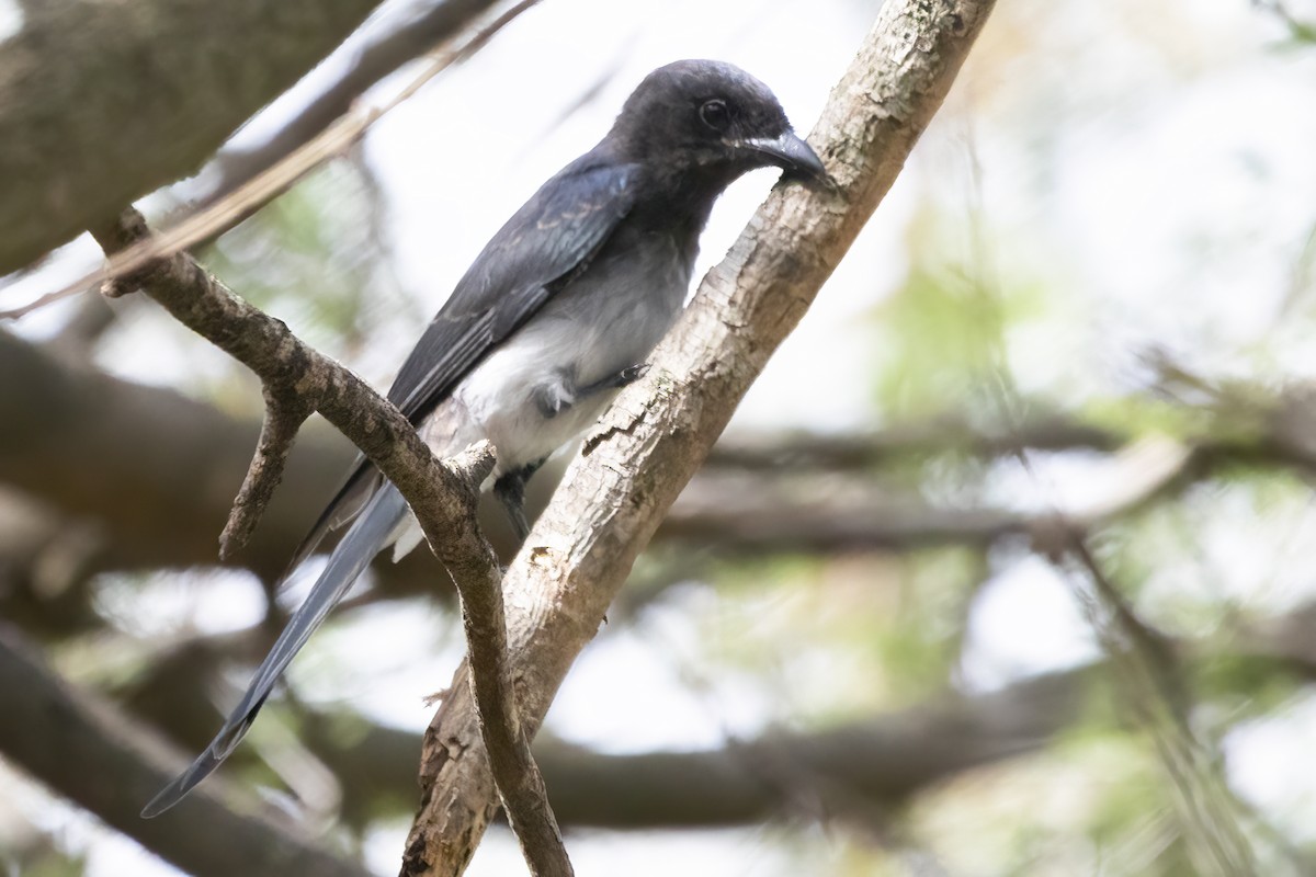 Ak Karınlı Drongo - ML596607171