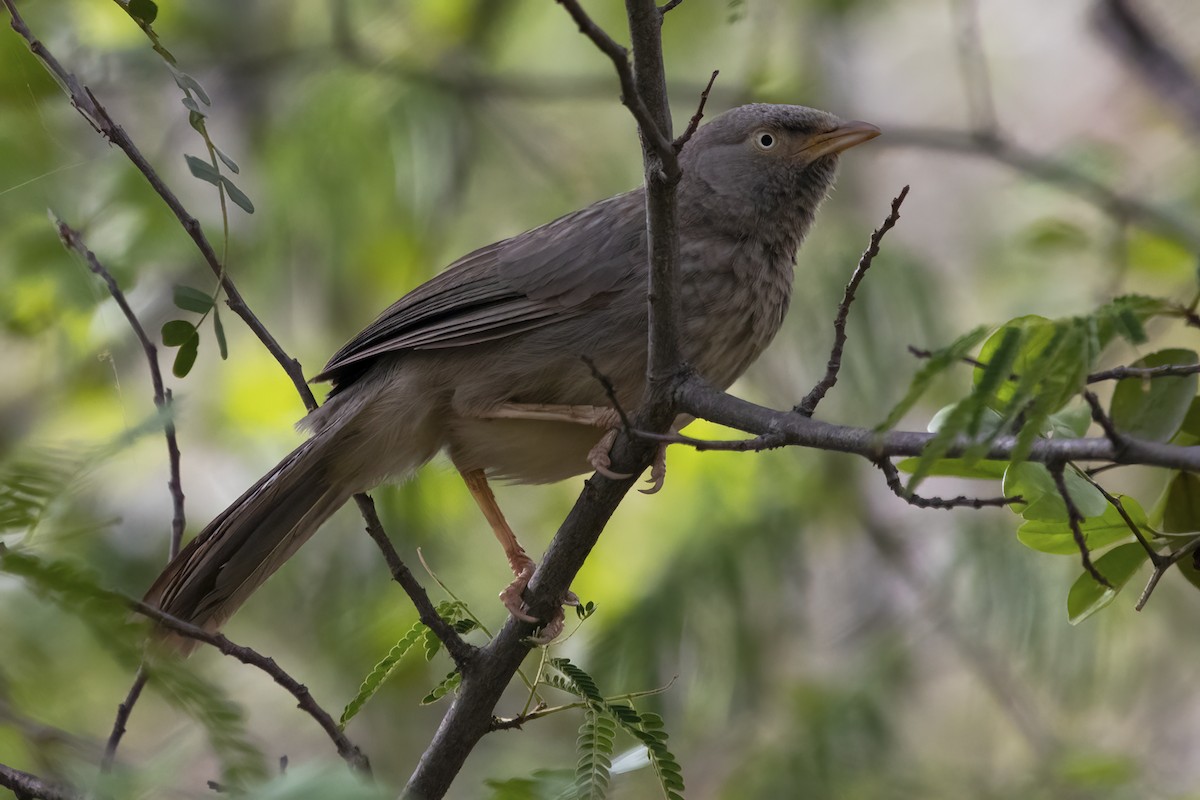 Jungle Babbler - ML596607211