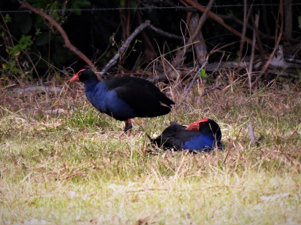 Australasian Swamphen - ML596607761