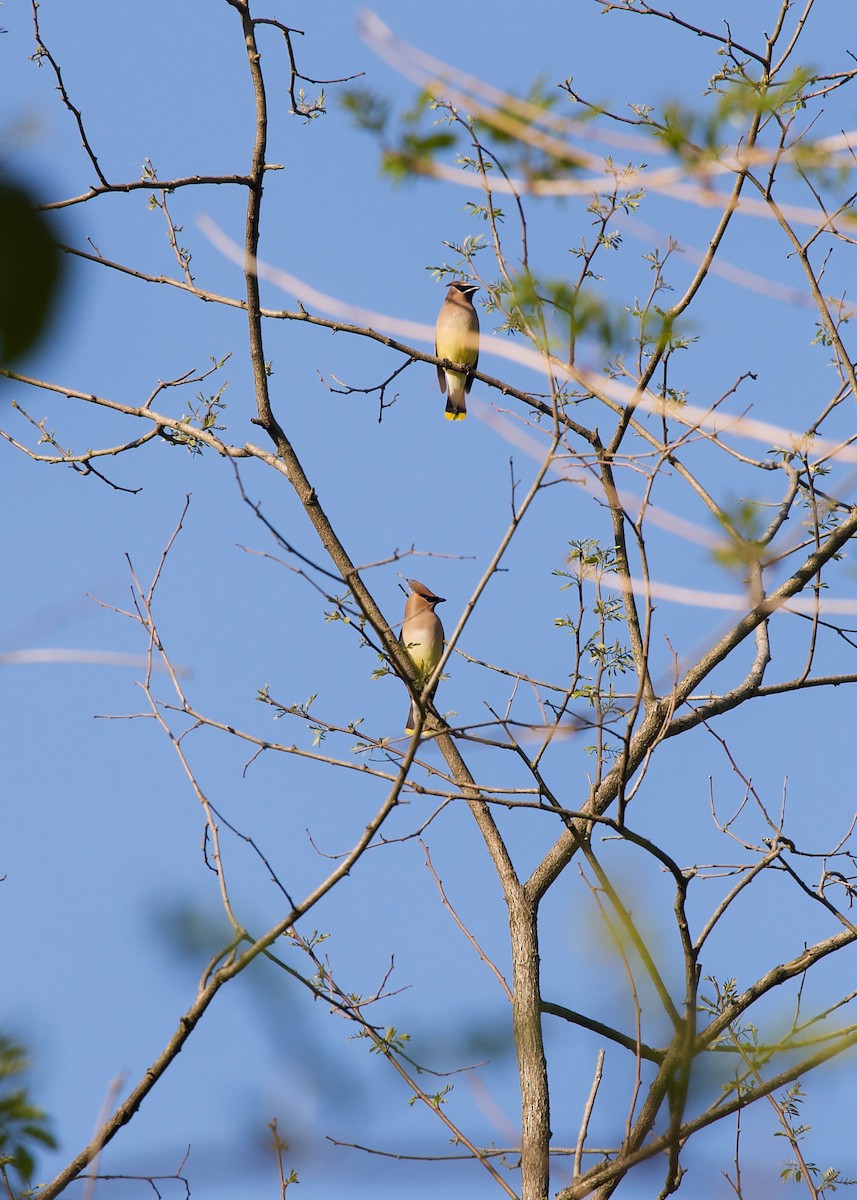 Cedar Waxwing - ML596608091