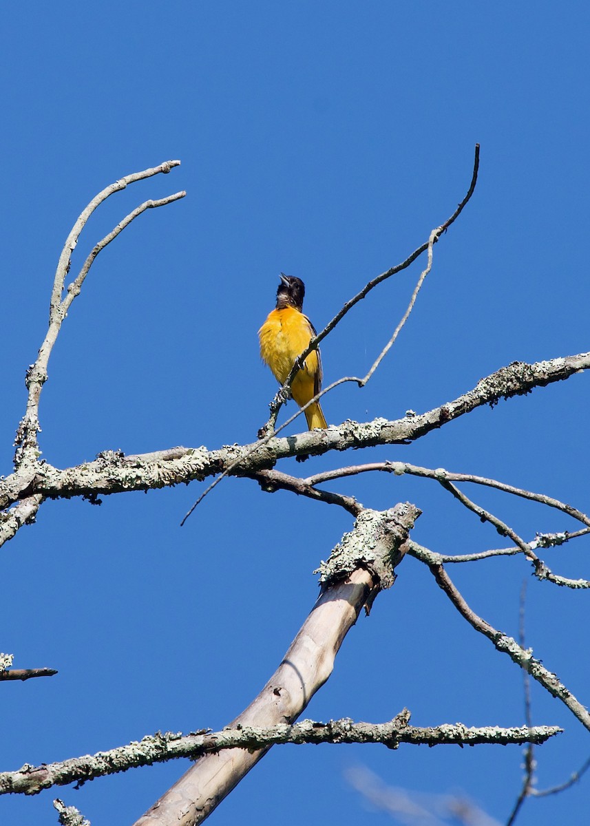 Baltimore Oriole - Jon Cefus