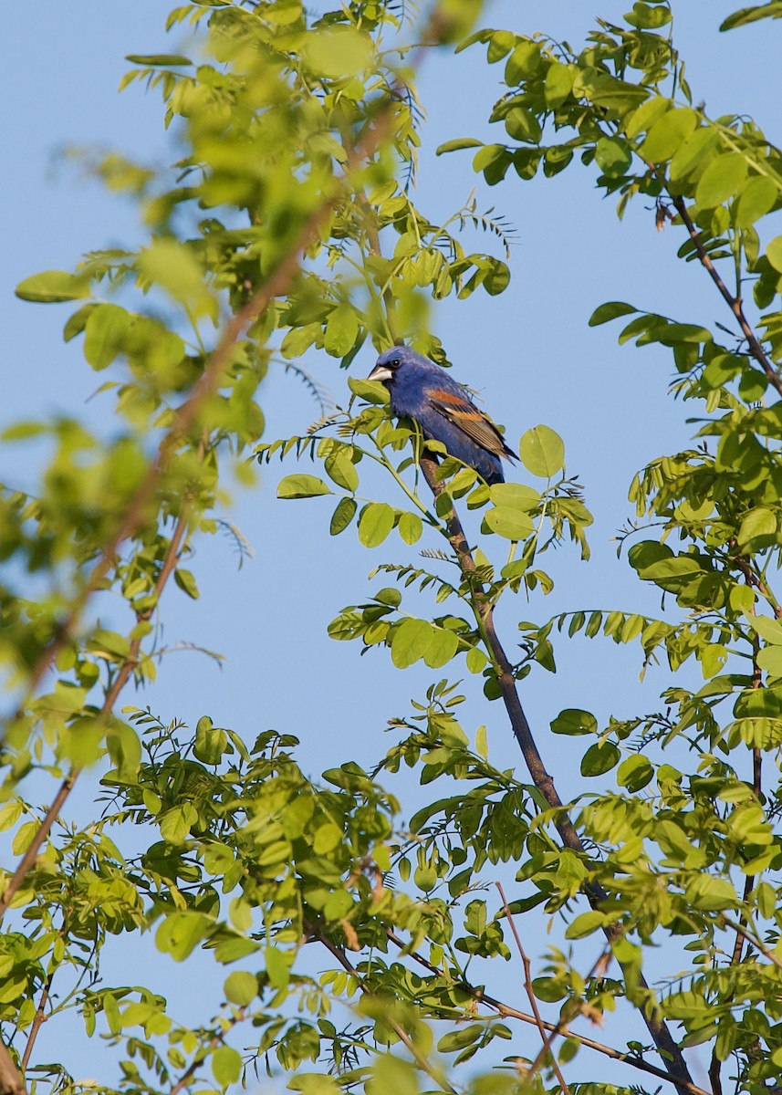 Blue Grosbeak - ML596608241