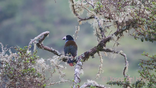 Gray-breasted Mountain-Toucan - ML596611091