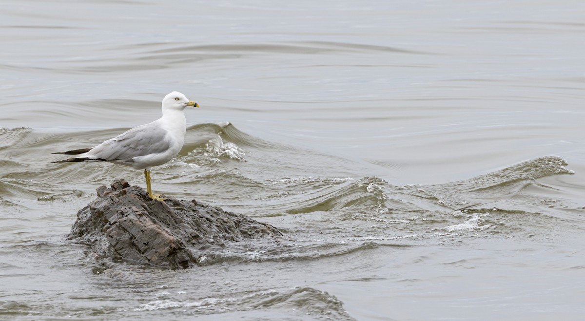 Ring-billed Gull - ML596612641