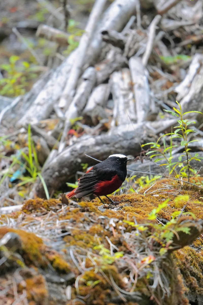 White-capped Redstart - ML596613101