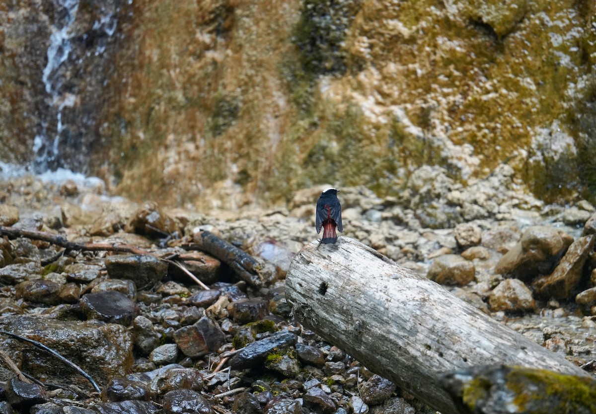 White-capped Redstart - ML596613111