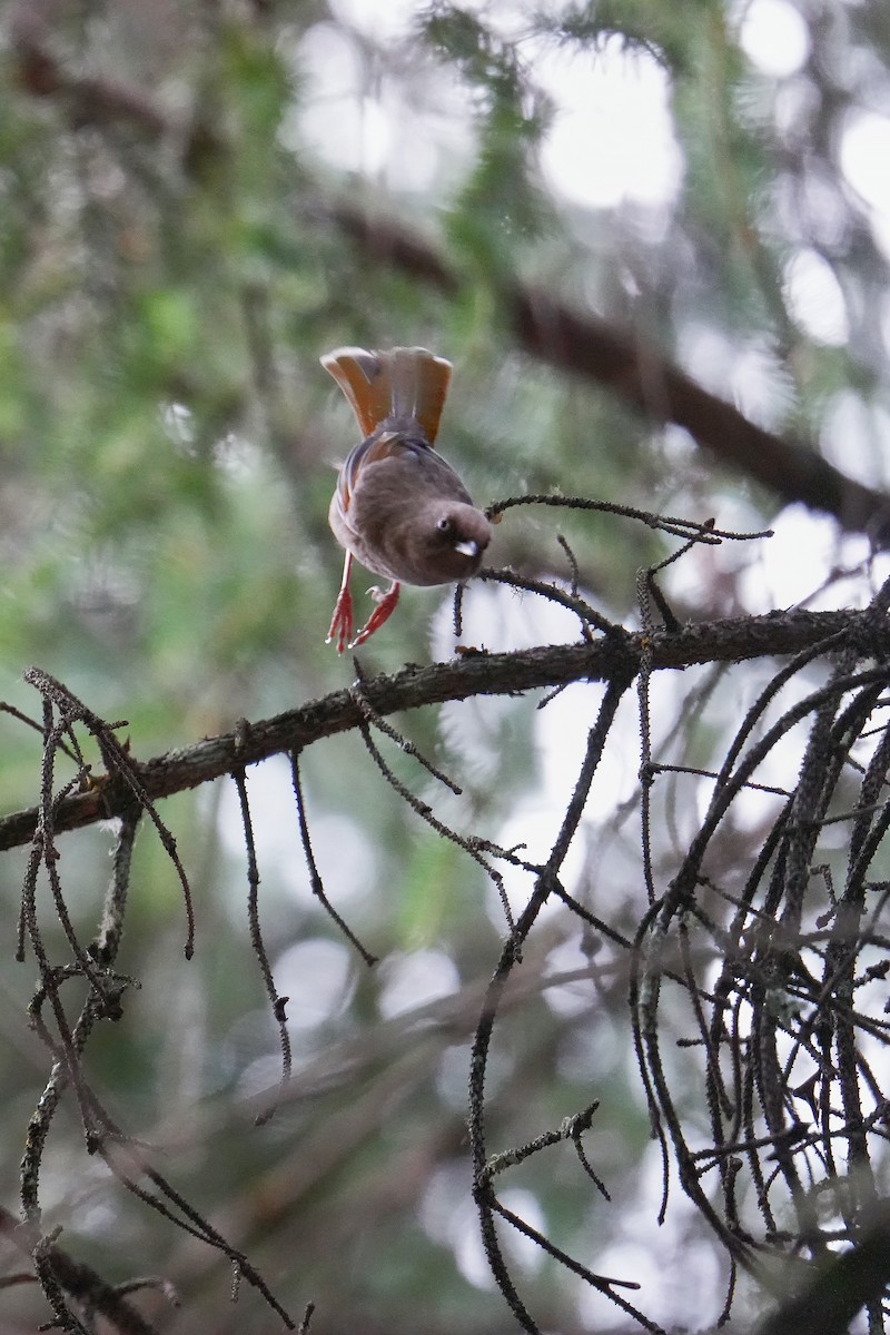 Elliot's Laughingthrush - Vincent Wu