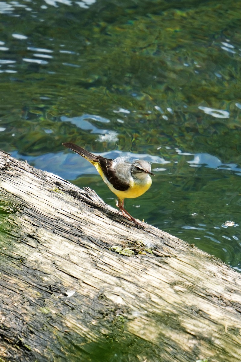 Gray Wagtail - Vincent Wu