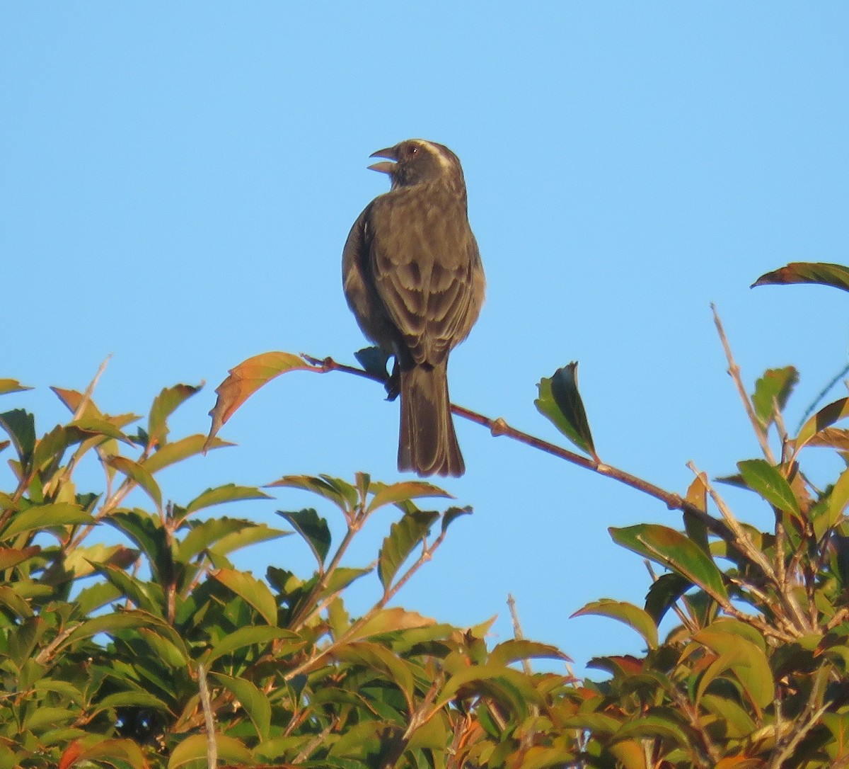 Streaky-headed Seedeater - ML596613431