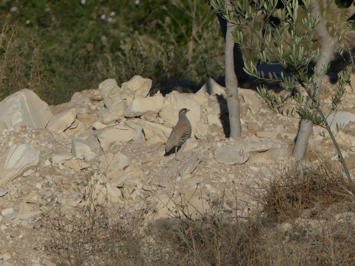 קורא אפור-גרון - ML596613571