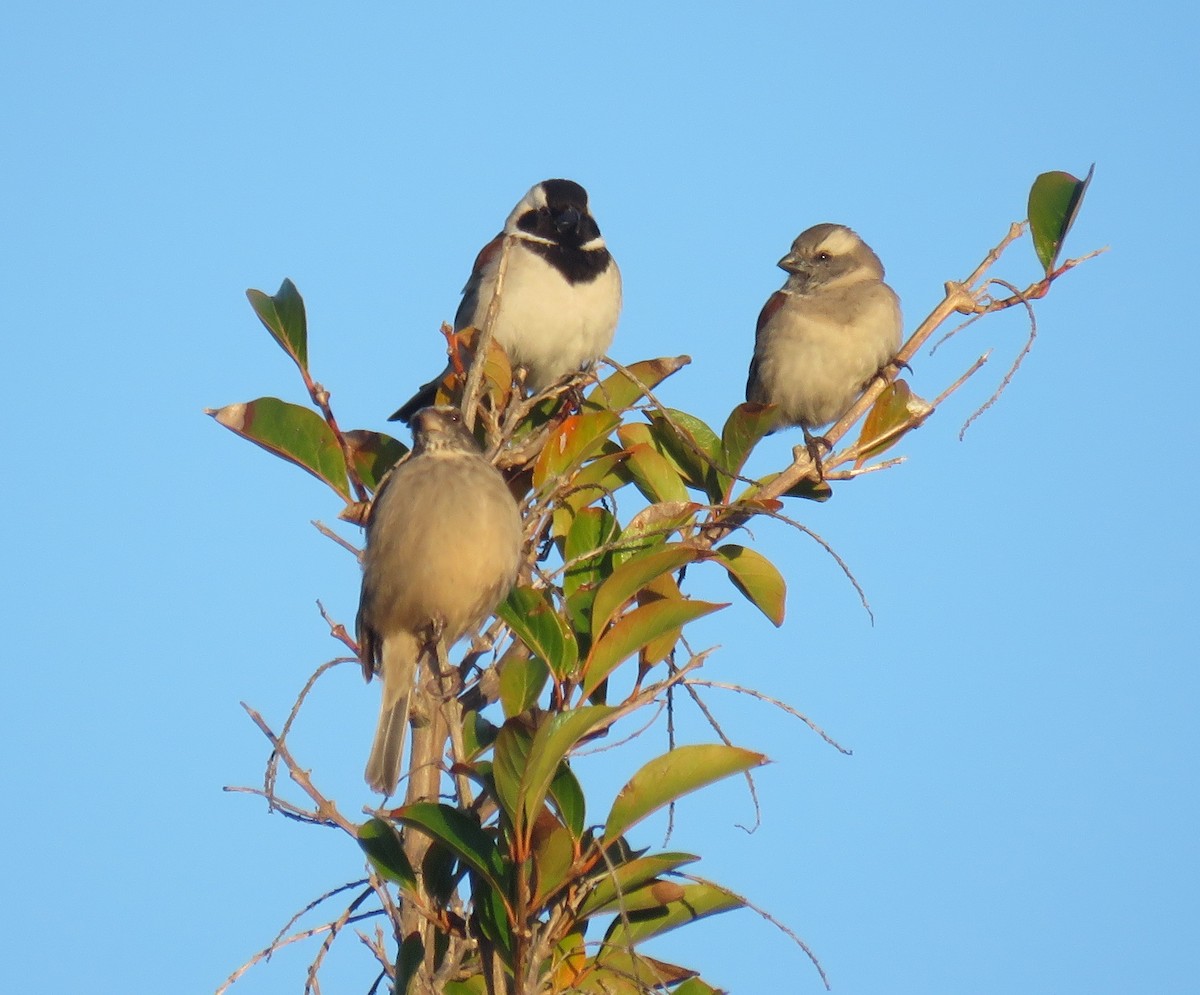 Cape Sparrow - ML596613581