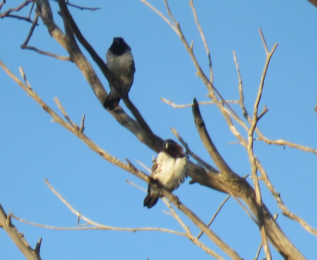 Bronze Mannikin - ML596613711