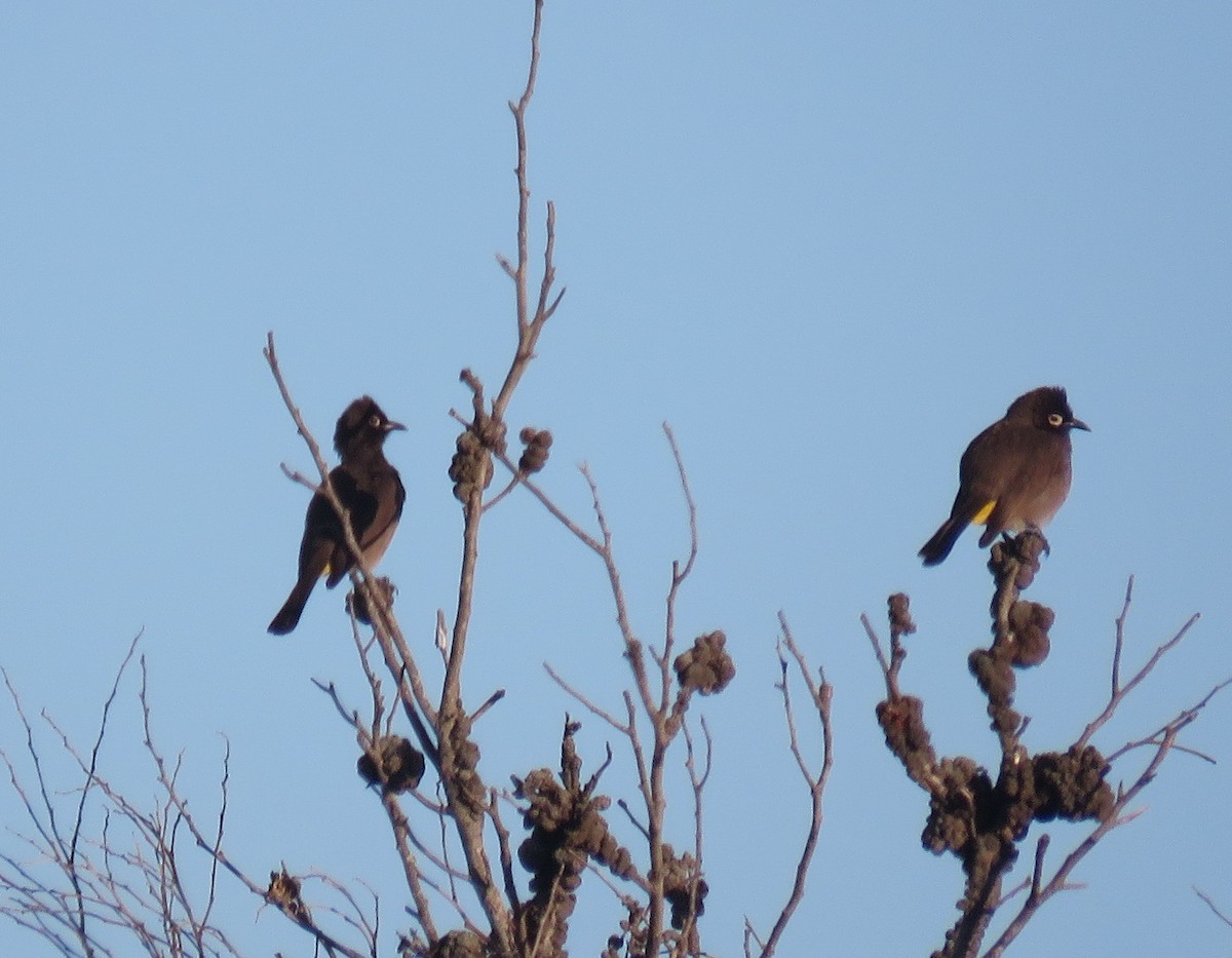 Cape Bulbul - ML596613931