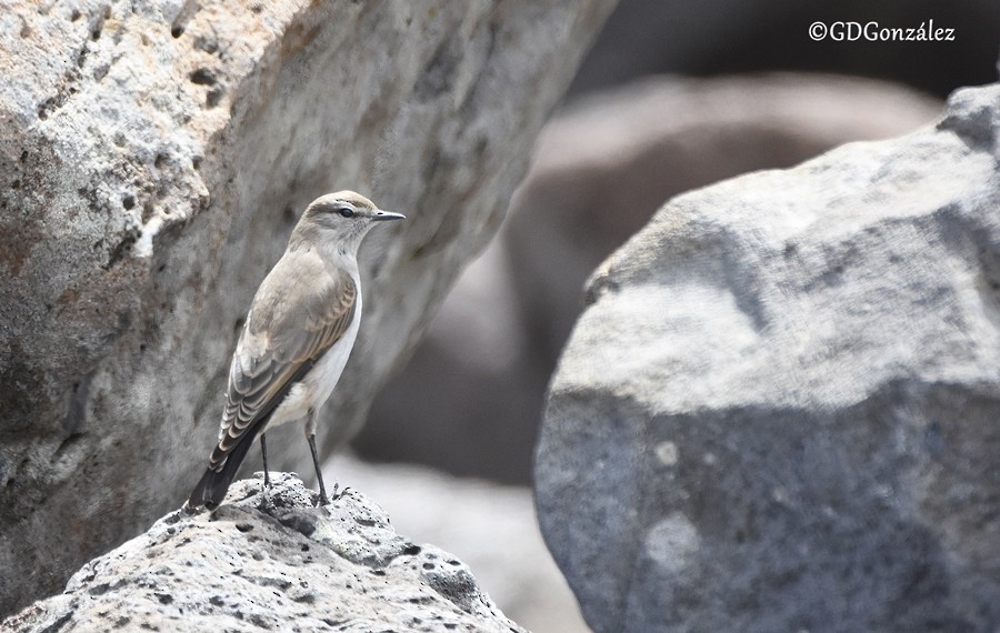White-browed Ground-Tyrant - ML596614041