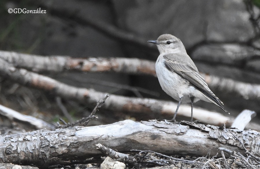 Cinereous Ground-Tyrant - ML596614341