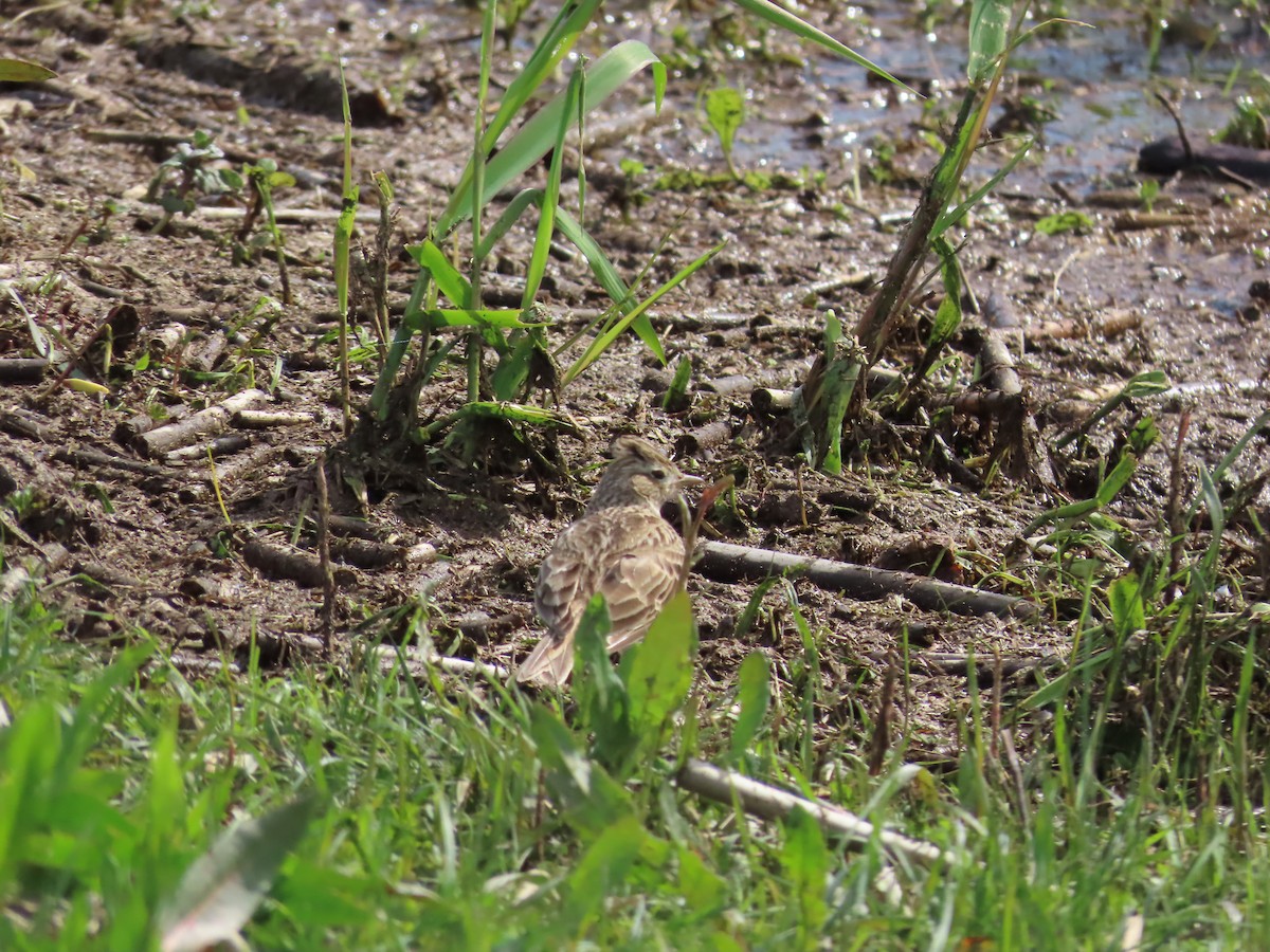 Eurasian Skylark - ML596614351