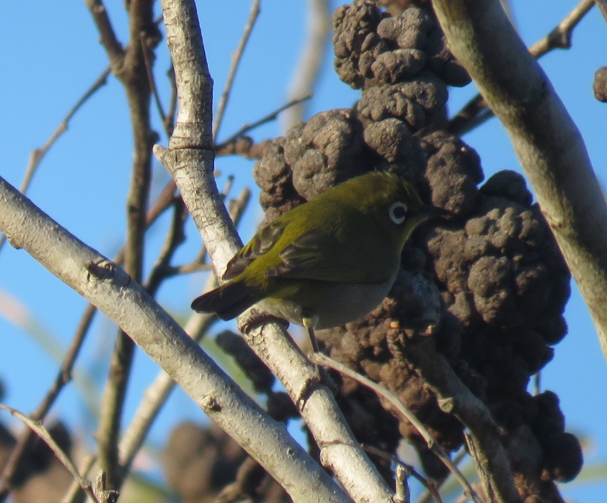 Cape White-eye (Cape) - ML596614491