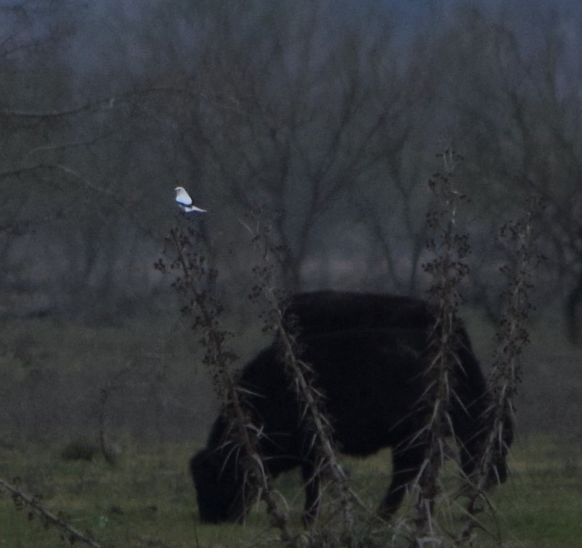 White Monjita - ML596614581