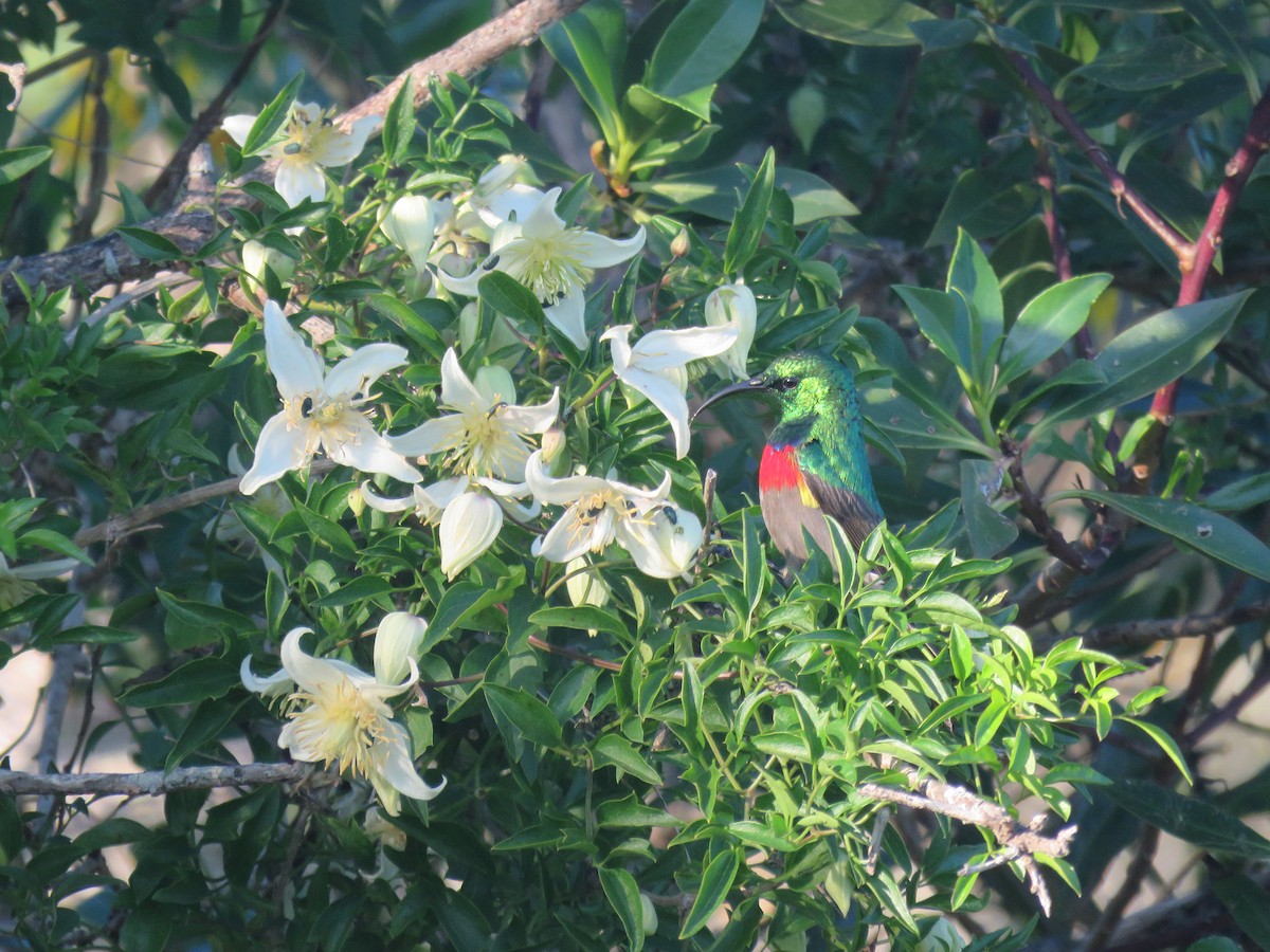 Southern Double-collared Sunbird - ML596614821