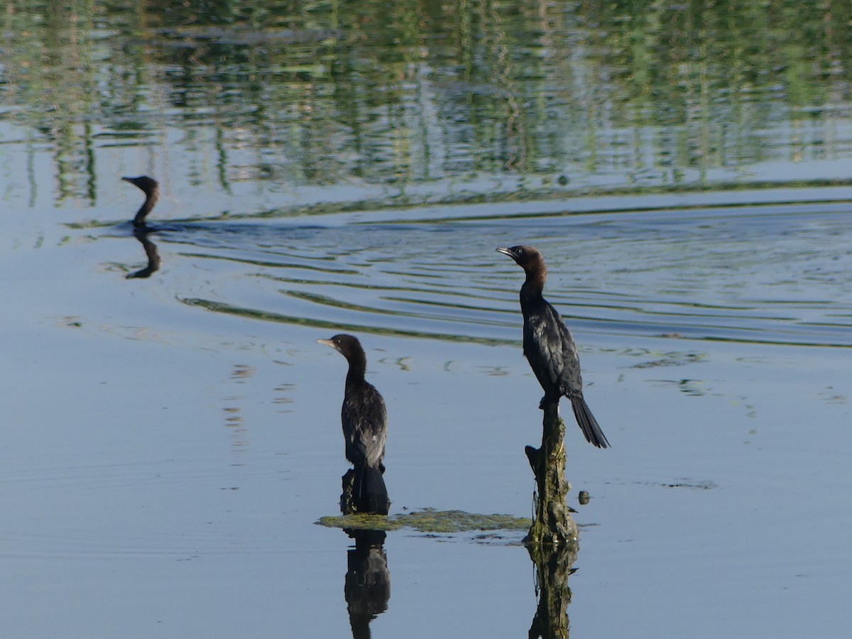 Pygmy Cormorant - Simon  Allen