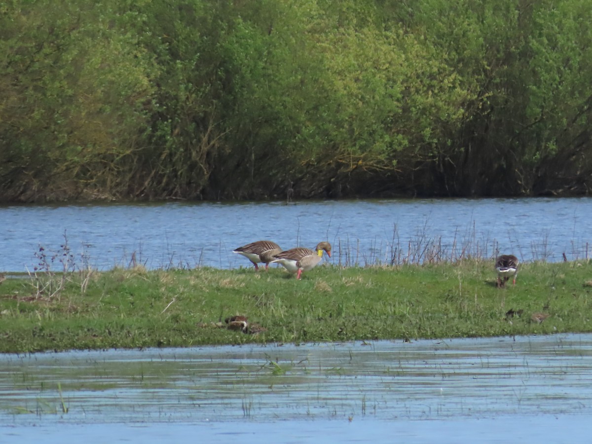 Graylag Goose - ML596615121