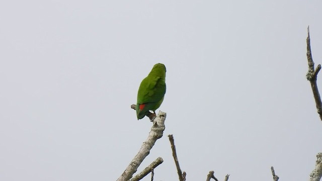 Vernal Hanging-Parrot - ML596615451