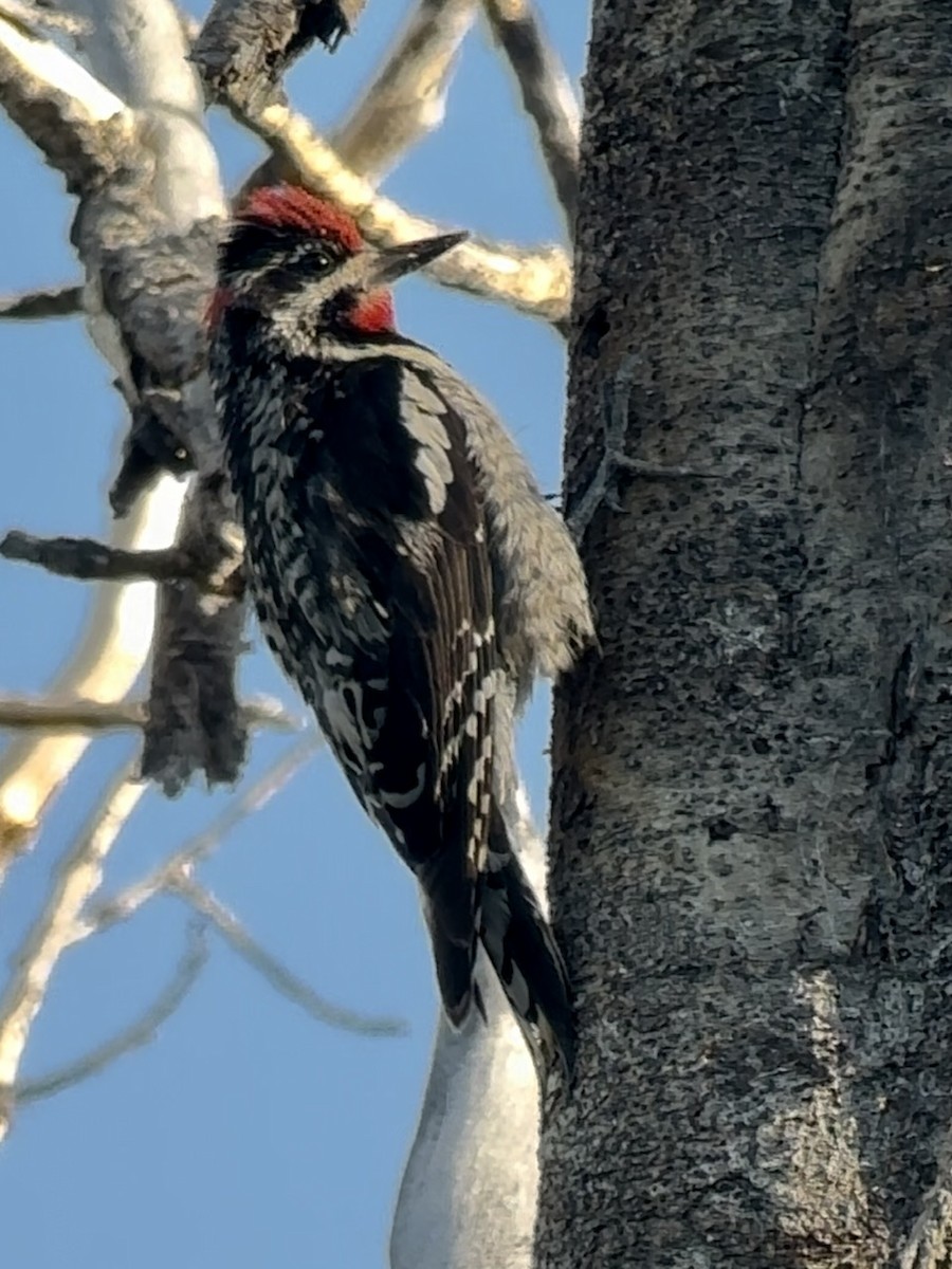 Red-naped Sapsucker - ML596615501