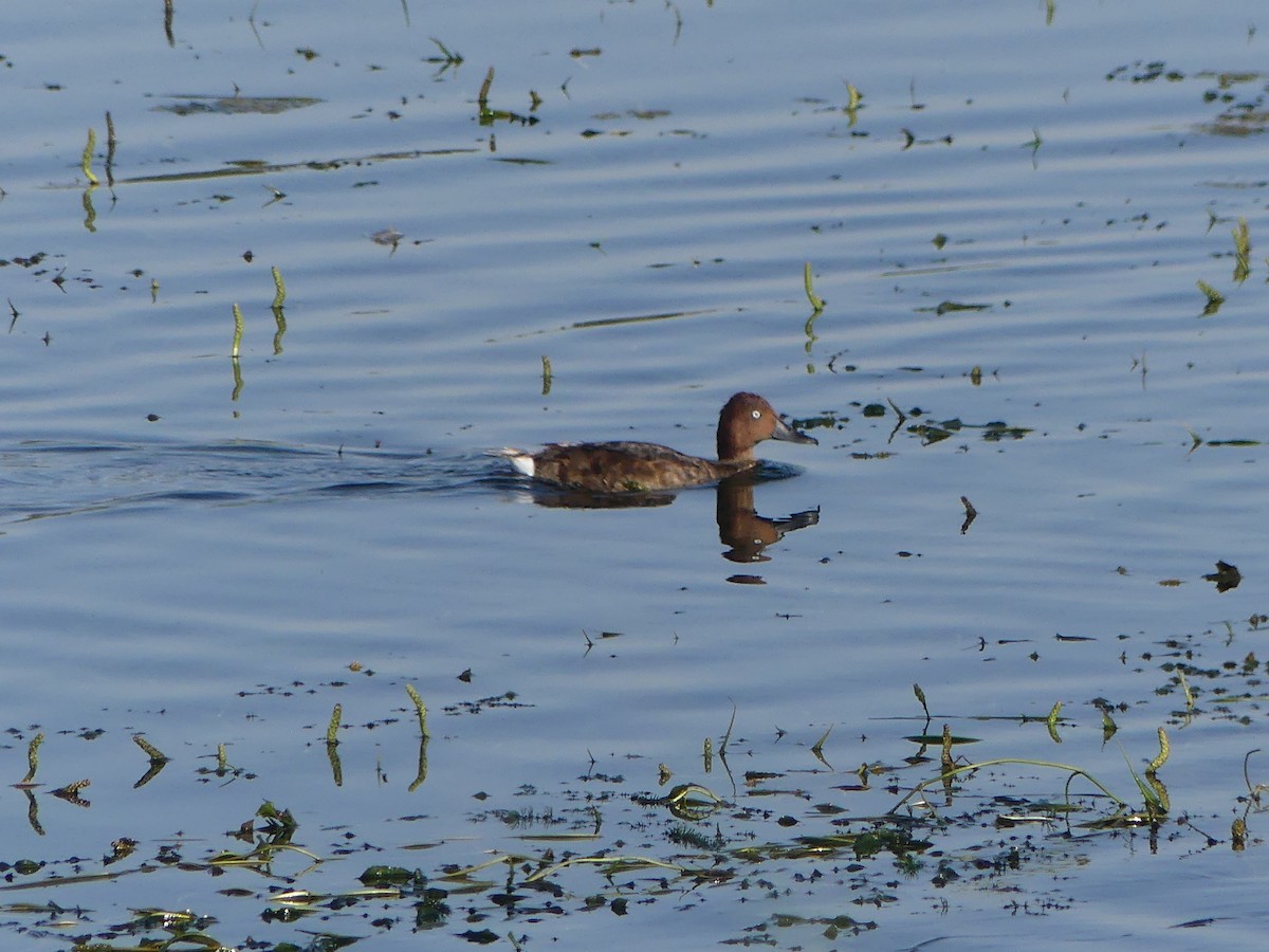 Ferruginous Duck - ML596615541