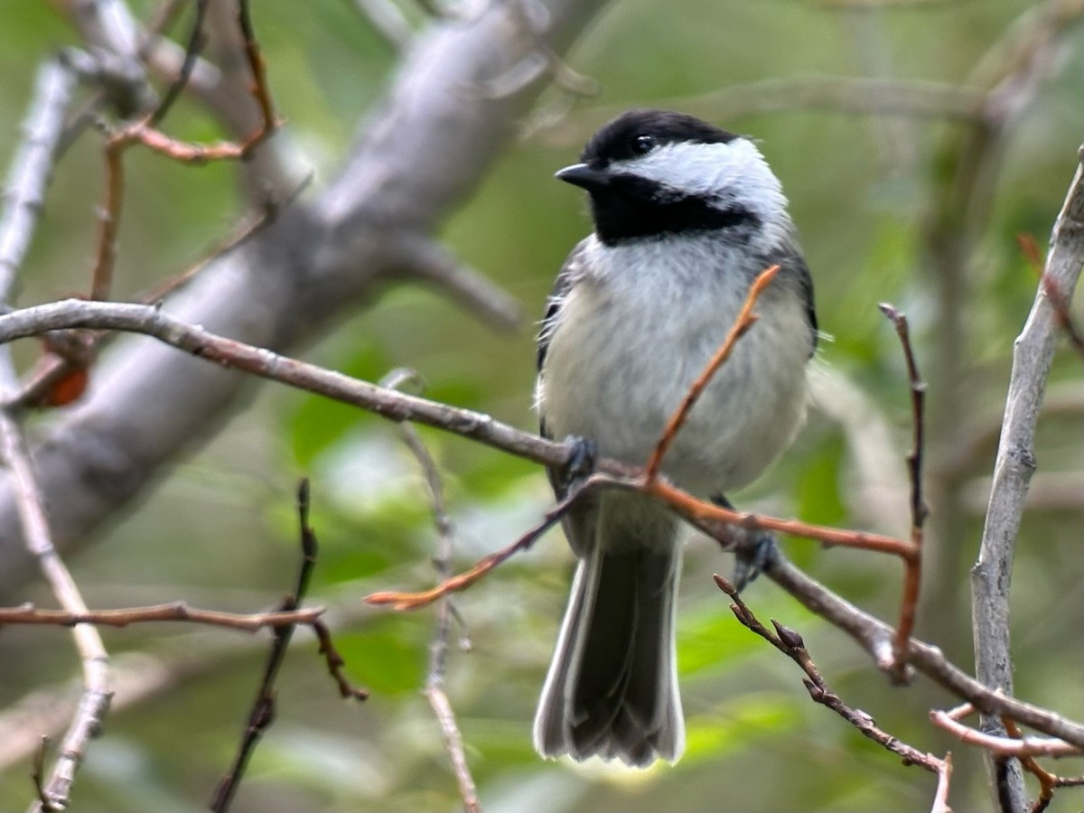Black-capped Chickadee - ML596615571