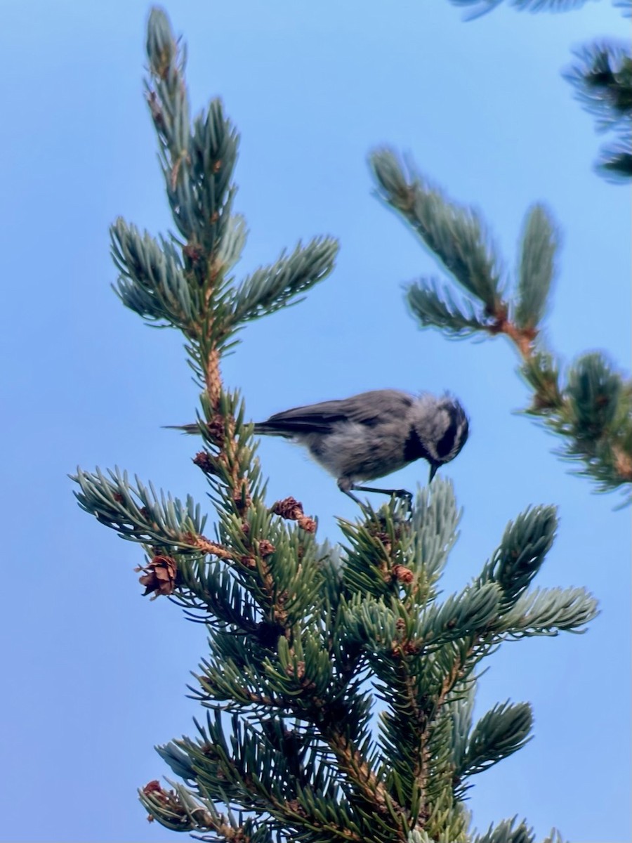 Mountain Chickadee - ML596615601