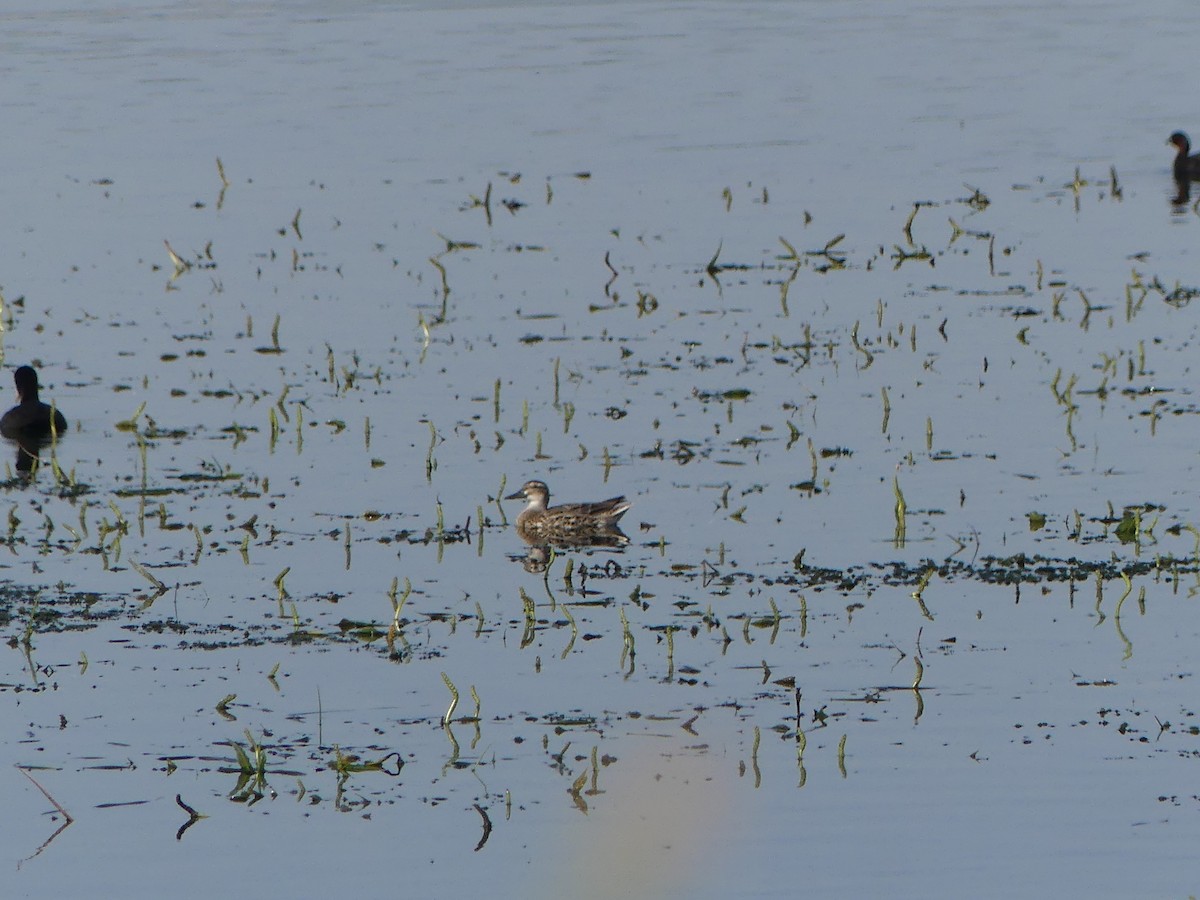 Garganey - ML596615611