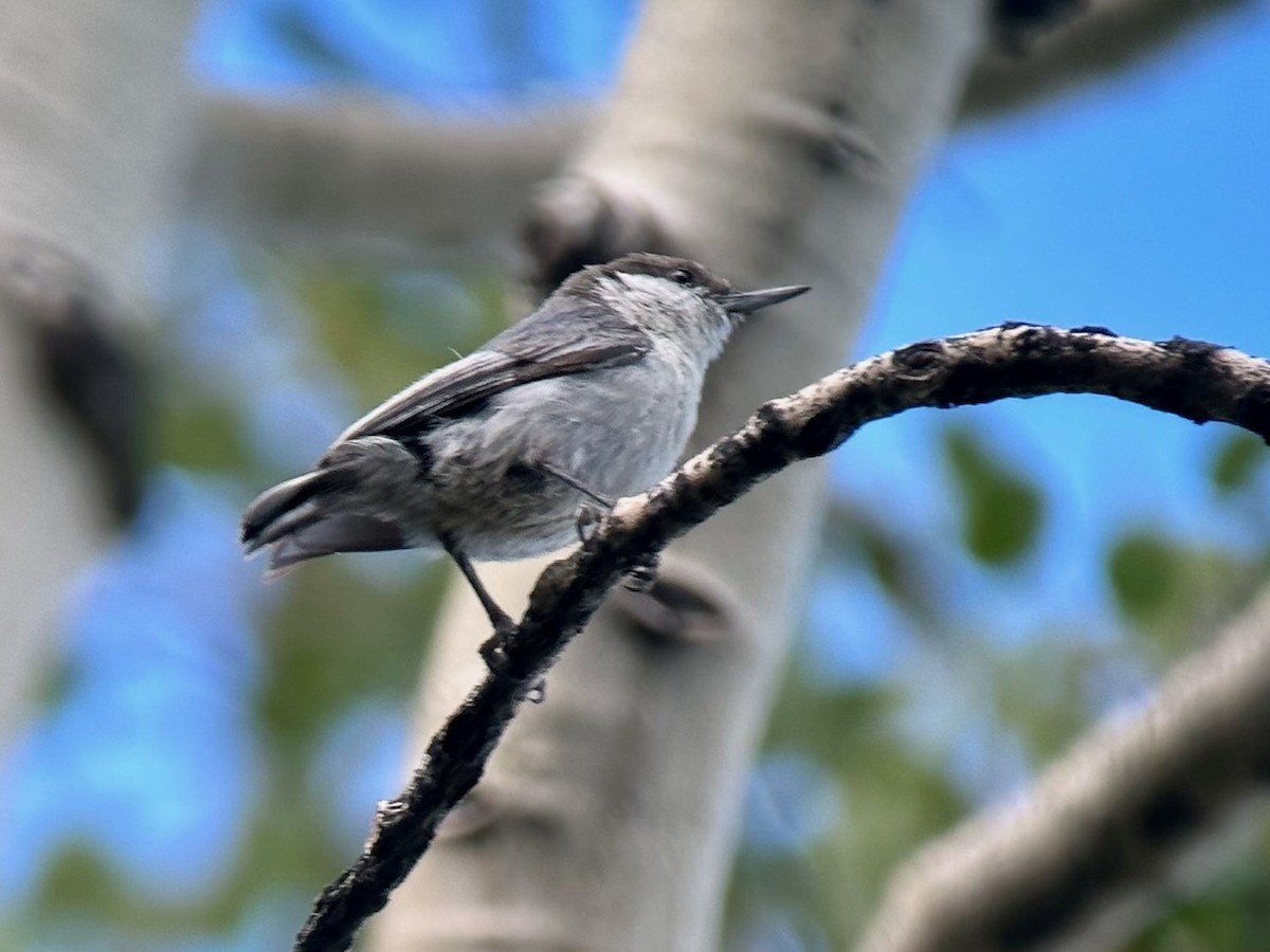 Pygmy Nuthatch - ML596615661