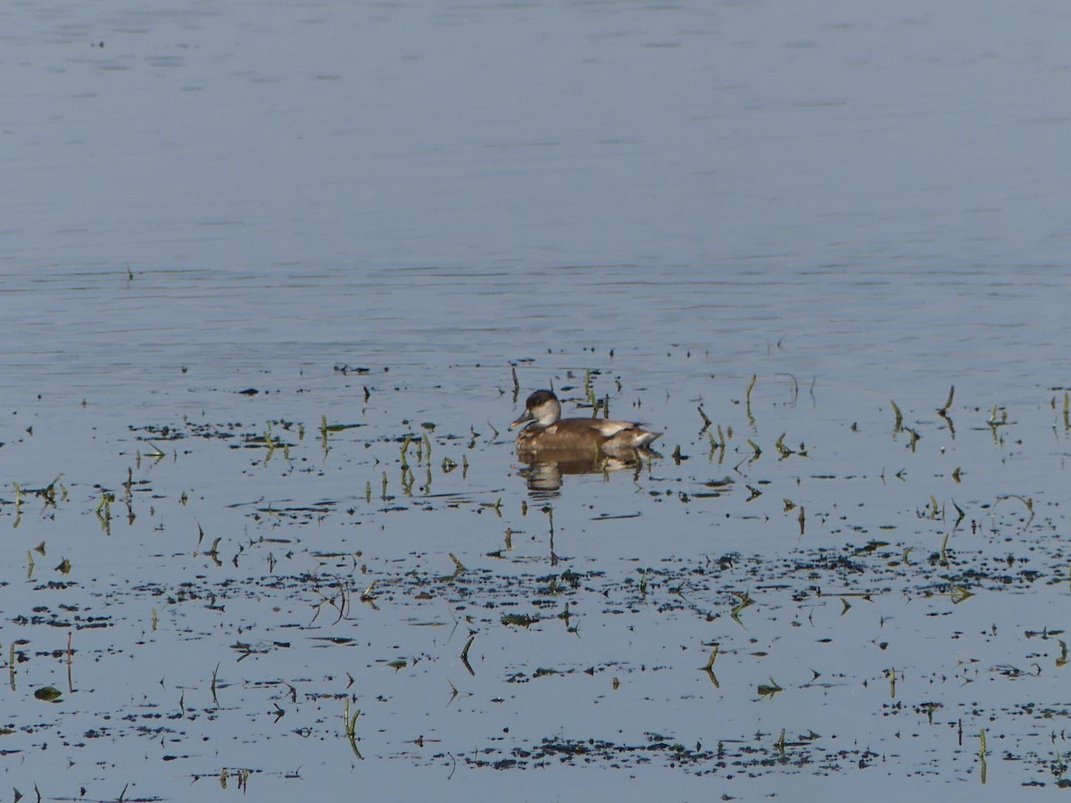 Red-crested Pochard - ML596615671