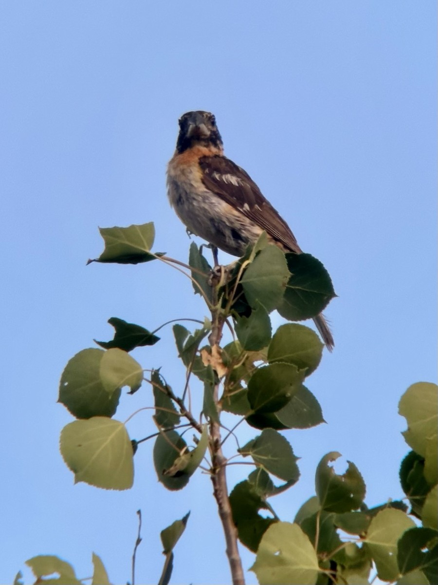 Black-headed Grosbeak - ML596615681
