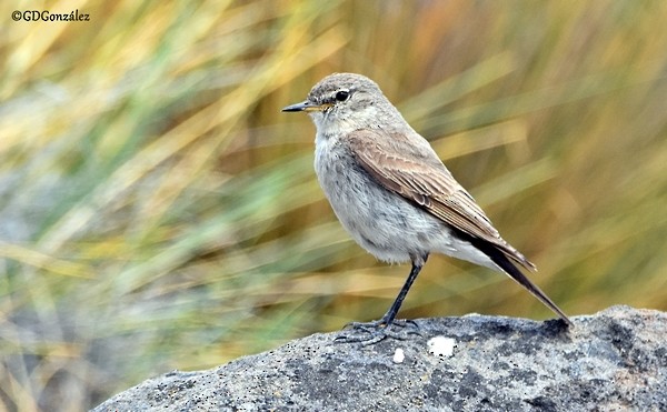 Spot-billed Ground-Tyrant - ML596615741