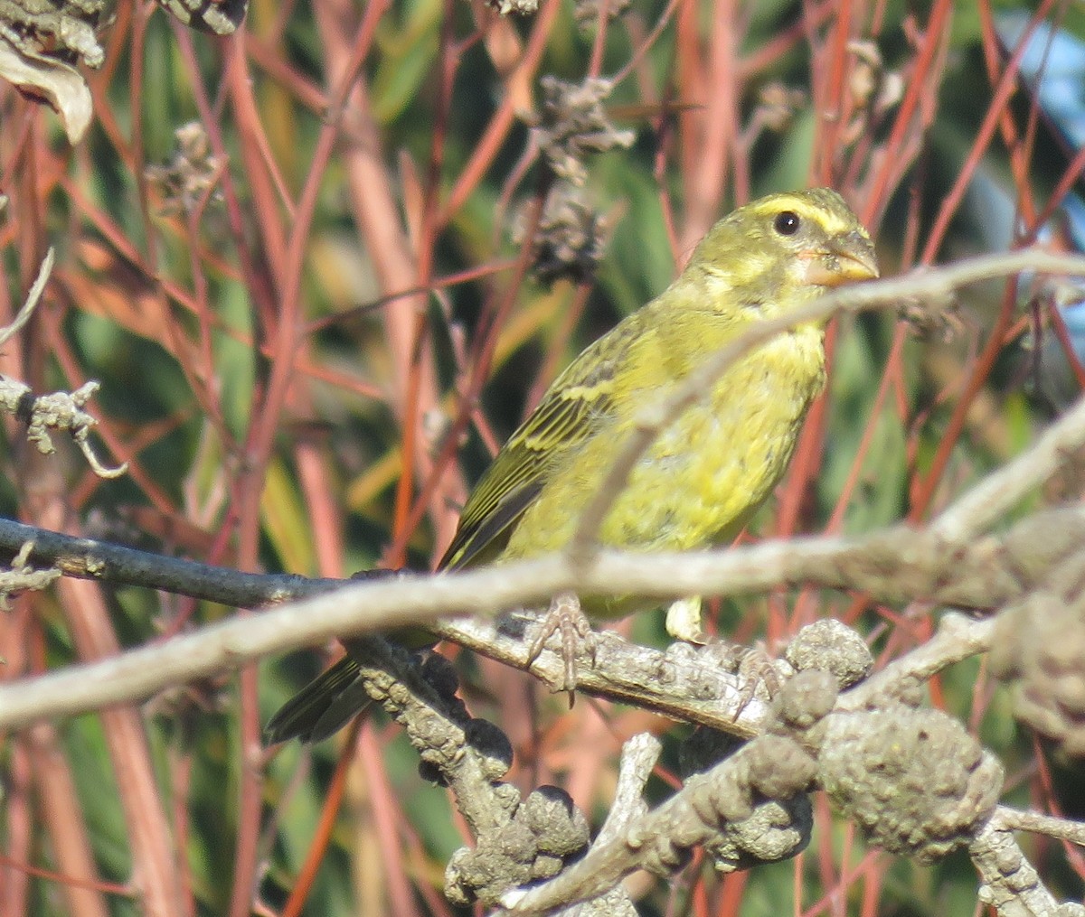 Brimstone Canary - ML596616641